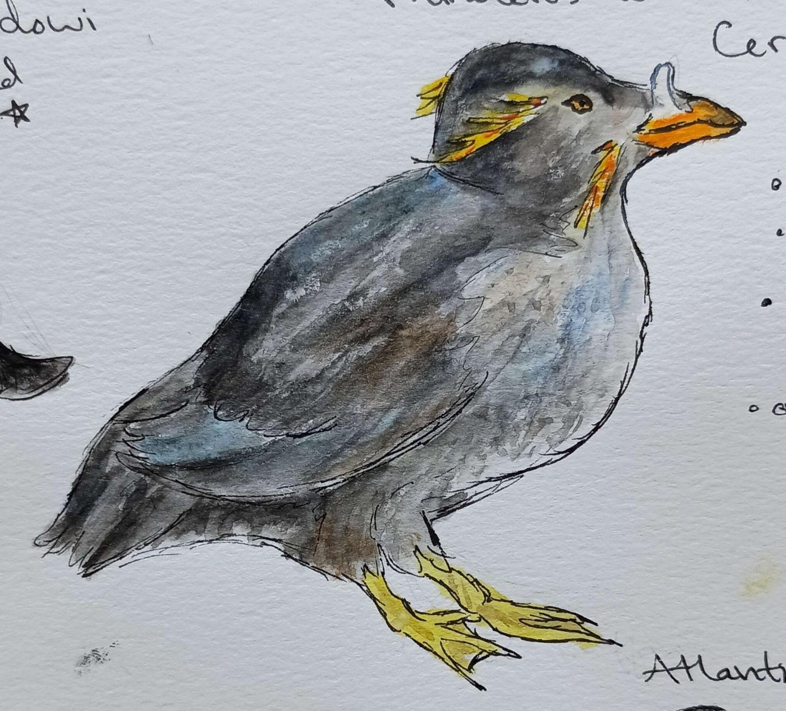 Rhinoceros Auklet-Watercolor and Pen